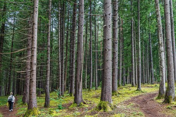 Serene forest walk with tall trees and moss.