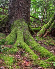 Moss-Covered Tree Roots in a Forest