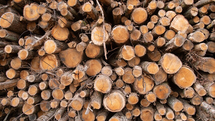 Obraz premium Cut logs are stacked in a well-organized manner on the ground, showcasing the natural texture of the wood under soft sunlight in a forest environment