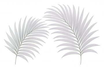White palm fronds casting soft tropical vibes, creating airy minimalist aesthetic with clean transparent backdrop