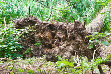 a large tree in the forest felled by the wind