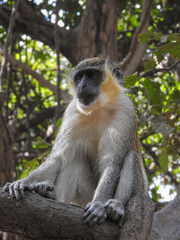 Sabaeus Monkey Standing Guard