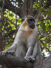 Sabaeus Monkey Baring Teeth