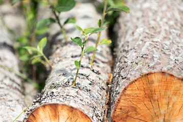 New shoots on cut alders