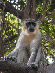 Portrait of Sabaeus Monkey in a Tree