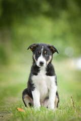 Spring portrait of dog in nature. He is so cute in the nature. He has so lovely face	