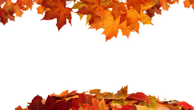 Fototapeta Red Fall Foliage Frame PNG. Fall Leaf Border on Transparent Background
