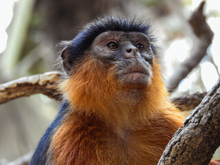 Close-up of Western Red Colobus
