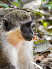 Close-up of Green Monkey in Bijilo Forest Park