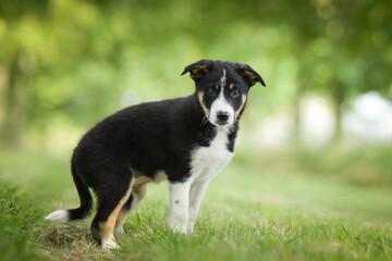 Spring portrait of dog in nature. He is so cute in the nature. He has so lovely face	