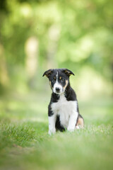 Spring portrait of dog in nature. He is so cute in the nature. He has so lovely face	