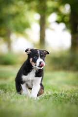Spring portrait of dog in nature. He is so cute in the nature. He has so lovely face	