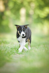 Spring portrait of dog in nature. He is so cute in the nature. He has so lovely face	