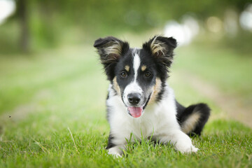 Spring portrait of dog in nature. He is so cute in the nature. He has so lovely face	