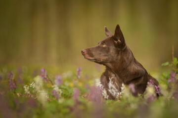 Spring portrait of dog in nature. He is so cute in the nature. He has so lovely face	