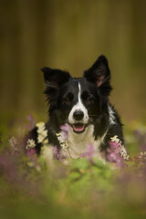 Spring portrait of dog in nature. He is so cute in the nature. He has so lovely face	