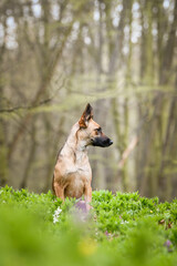 Spring portrait of dog in nature. He is so cute in the nature. He has so lovely face	