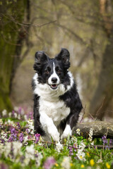 Spring portrait of dog in nature. He is so cute in the nature. He has so lovely face	