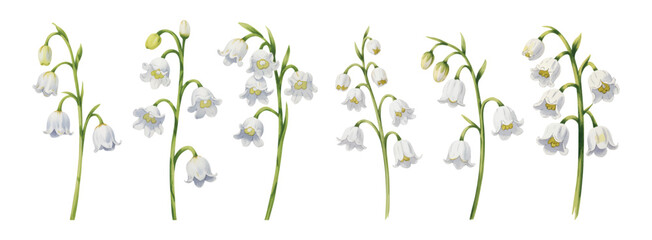 Watercolor botanical lily of the valley watercolor blossoms with fresh green stems.