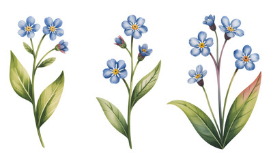 Delicate blue forget-me-not watercolor illustration isolated.