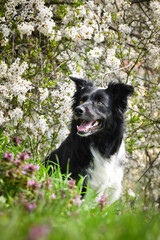 Spring portrait of dog in nature. He is so cute in the nature. He has so lovely face	