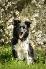 Spring portrait of dog in nature. He is so cute in the nature. He has so lovely face	