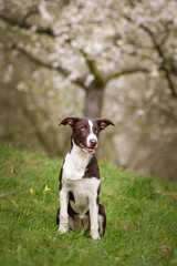Spring portrait of dog in nature. He is so cute in the nature. He has so lovely face	