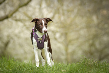 Spring portrait of dog in nature. He is so cute in the nature. He has so lovely face	
