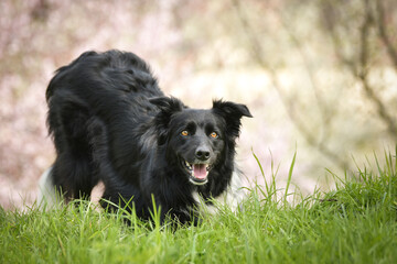 Spring portrait of dog in nature. He is so cute in the nature. He has so lovely face	