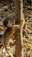 Baby Western Red Colobus Practicing Climbing