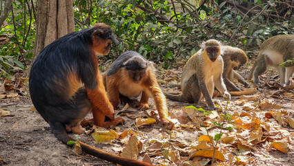 A Mix of Monkey Species © Kirsty Nadine