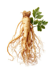 Harvesting fresh ginseng roots health benefits market trends and sustainability isolated on transparent background, png