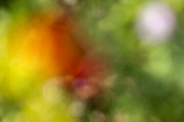 escena de flores en el campo con efecto borroso y fuera de foco estilo bokeh con colores verdes, amarillo, azul y rojo