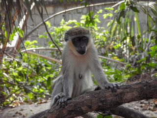 Female Green Monkey Waiting
