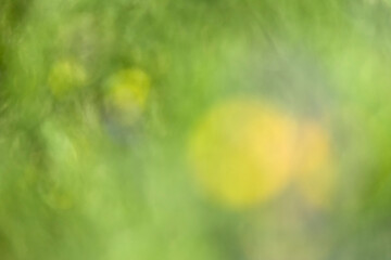 escena de flores en el campo con efecto borroso y fuera de foco estilo bokeh con colores verdes y amarillo