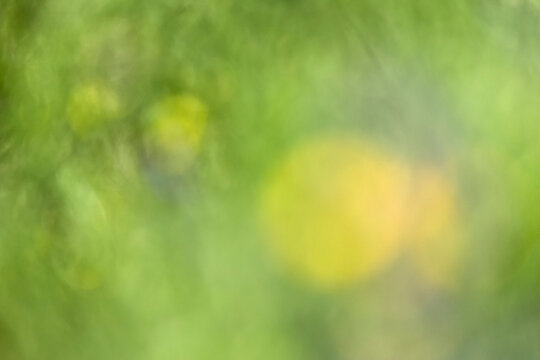 escena de flores en el campo con efecto borroso y fuera de foco estilo bokeh con colores verdes y amarillo