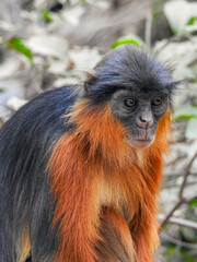 Surprised Western Red Colobus