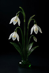 Fototapeta premium Delicate snowdrop flowers with green stems and leaves isolated on black background isolated on white background isolated on transparent background silhouette