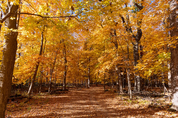 Obraz premium Fall season colors. Nature in autumn. Fall weather outdoor. Leaves in autumn nature forest. Fallen leaves. Autumn nature forest. Orange and yellow fall leaves. Golden hour