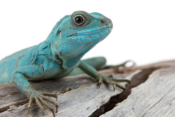 Naklejka premium Blue Iguana closeup on wood, Blue Iguana 