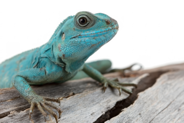 Blue Iguana closeup on wood, Blue Iguana "Grand Cayman Blue Iguana Cyclura Lewisi  
