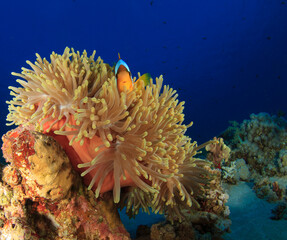 Image of an anemone with a clownfish defending its home in the middle of the reef at sunset.