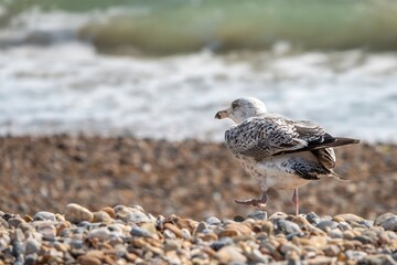 juvenile european herring gull larus argentatus on the beach with the sea blurred in the background