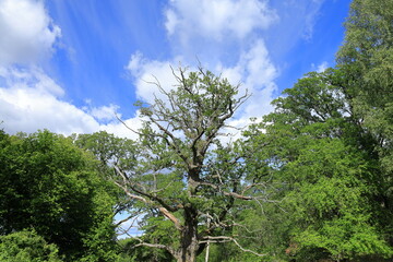 Mostly old oak trees. Green leaves one sunny day in August. Järfälla, Stockholm, Sweden.