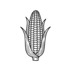 Obraz premium Hand-drawn corn illustration in monochrome style