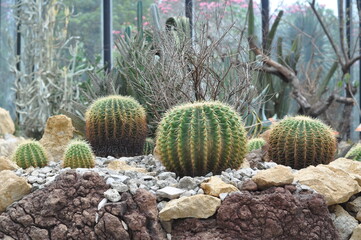 A group of cacti are growing on a rocky hillside. The cacti are small and brown, with some having a...