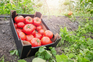 Ripe organic greenhouse tomatoes in a box, selective focus.