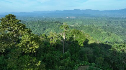 Sajek, Bangladesh - 21 August 2025: Aerial view of the lush green Sajek valley with its rolling hills and dense forestation under a clear blue sky.
