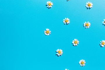 Chamomile flowers pattern frame on blue bright background on harsh sunlight. Copy space