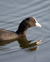 Close-up of a Eurasian Coot or common coot Swimming on a Lake